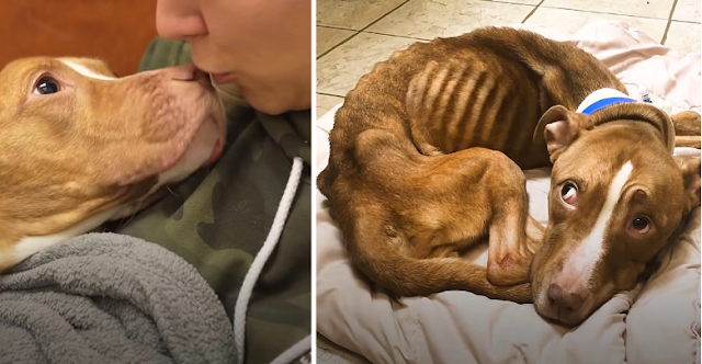 17-lb Bony Pit Bull Experiences Snuggling and the Feeling of a Full Belly